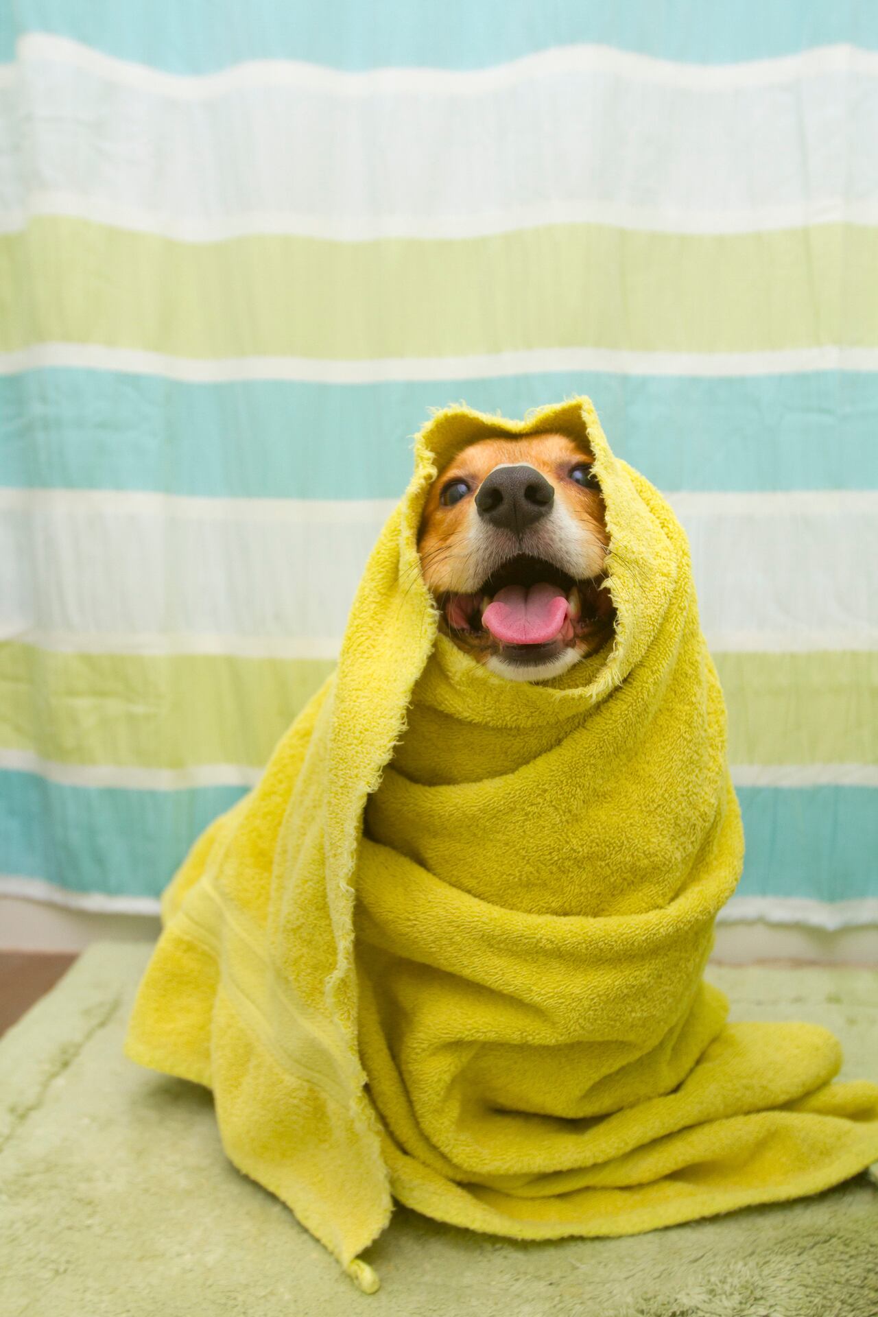 Baño para Perros
