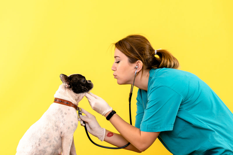 Consulta veterinaria
