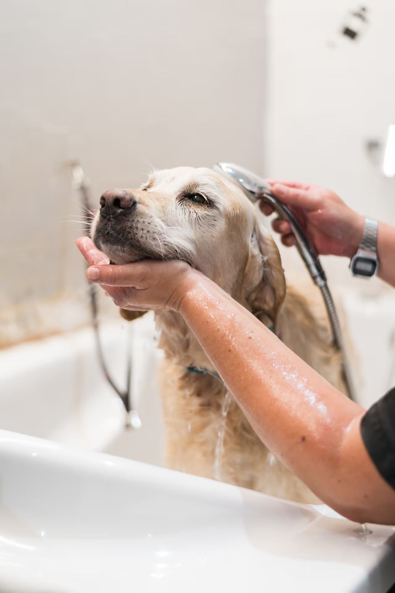 Baño para Perros-Mascota Feliz San Borja