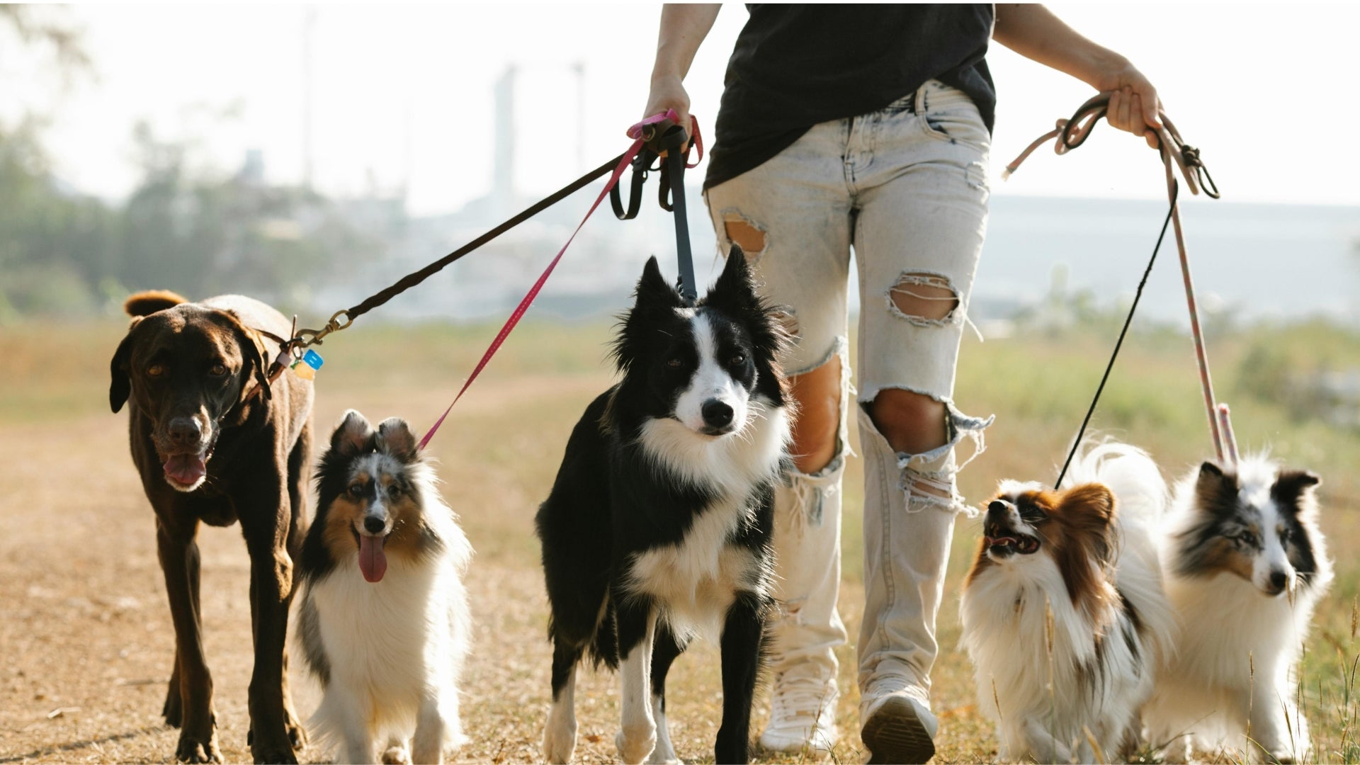 Paseo de Perros-Veterinaria San Pedro