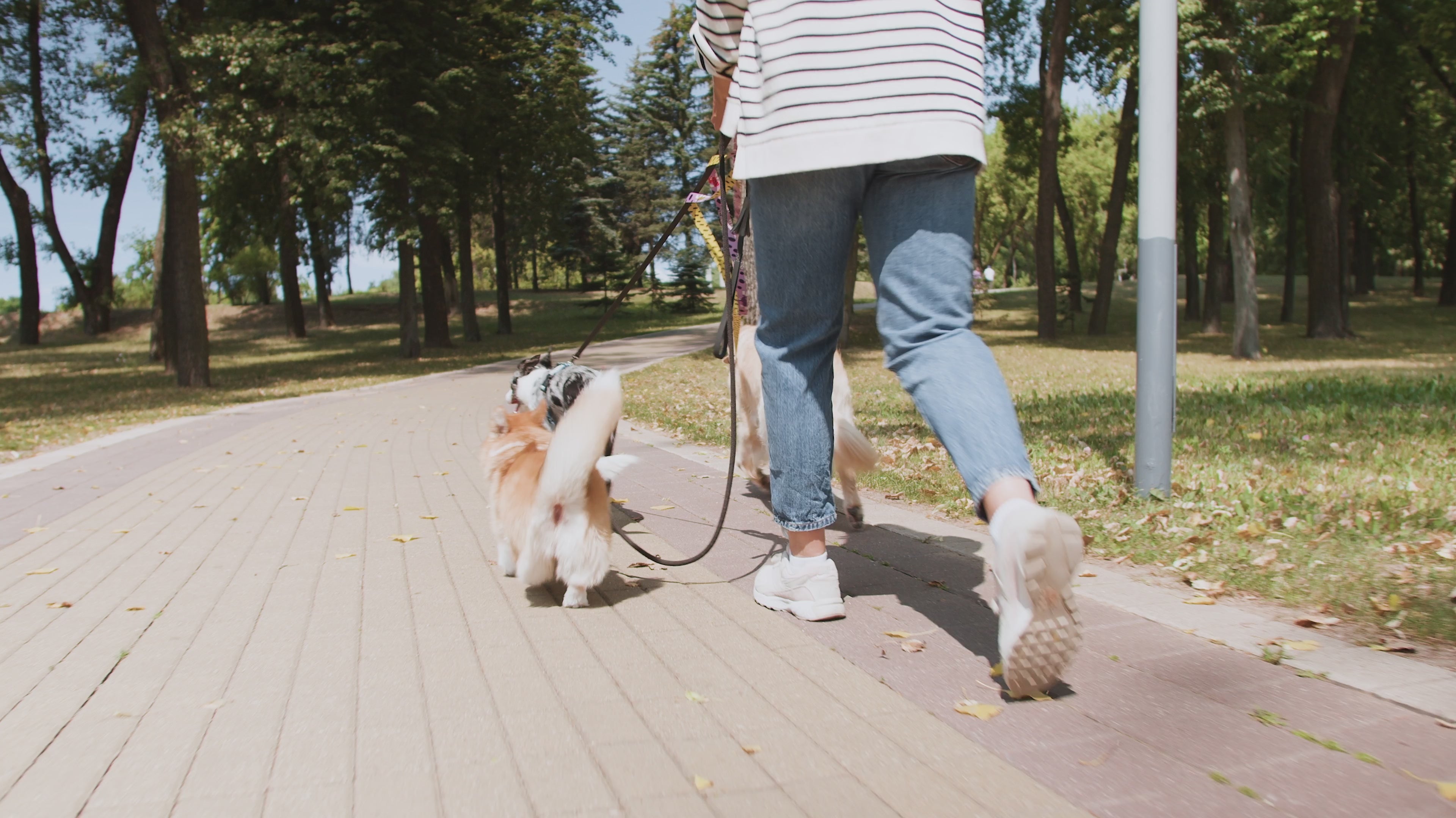 Paseo de Perros-Veterinaria San Pedro