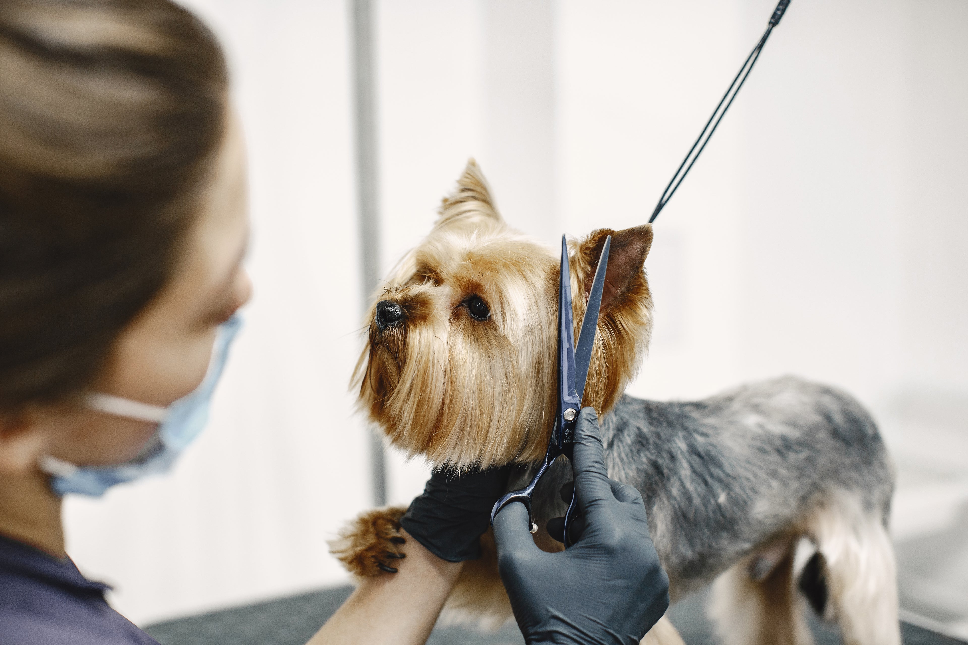 Corte de Cabello para Mascotas-VetCare Callao
